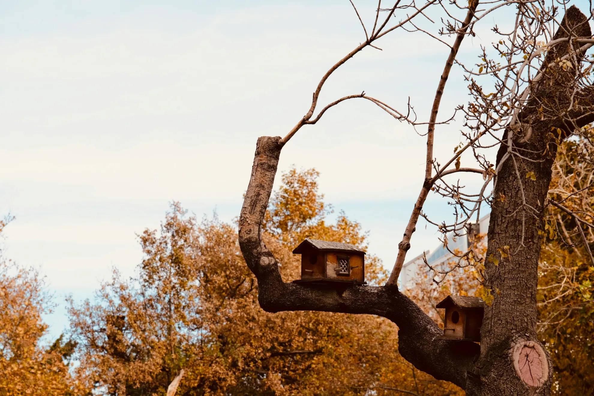 aromas de otoño